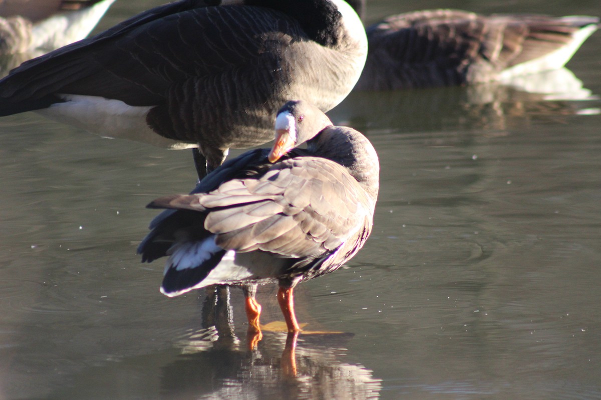 Greater White-fronted Goose - ML48966701