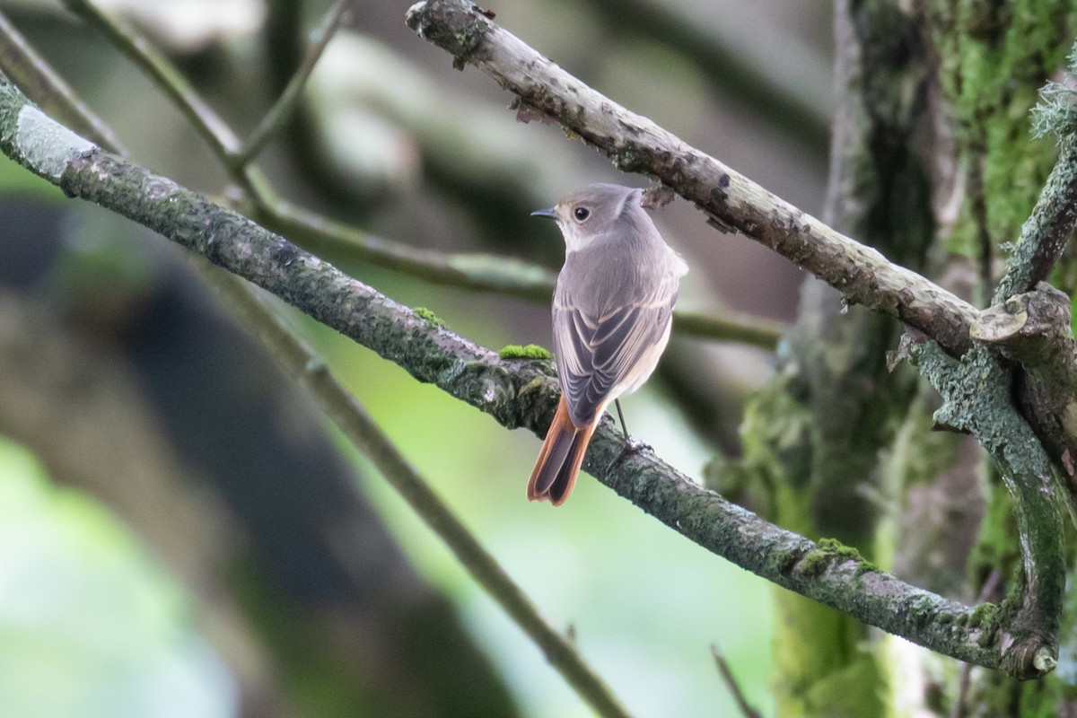 Common Redstart - Tom Bedford