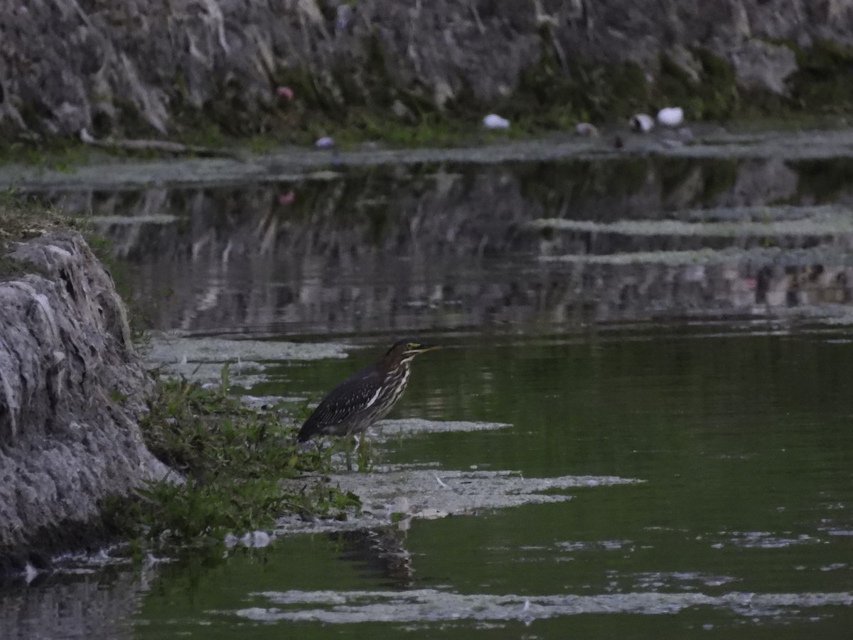 Green Heron - ML489669721