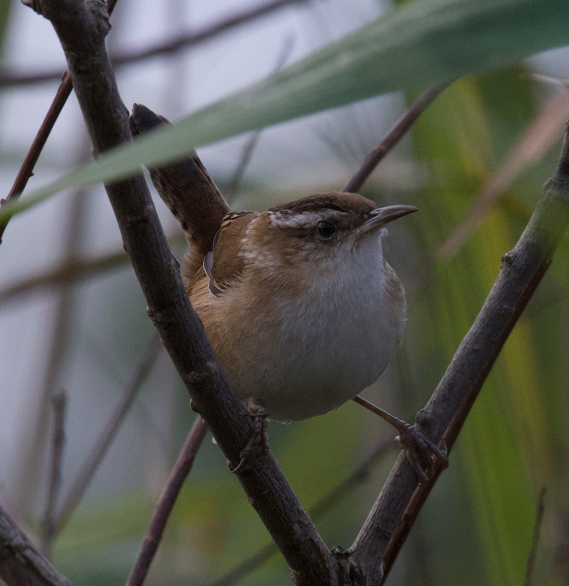 Marsh Wren - ML489671031