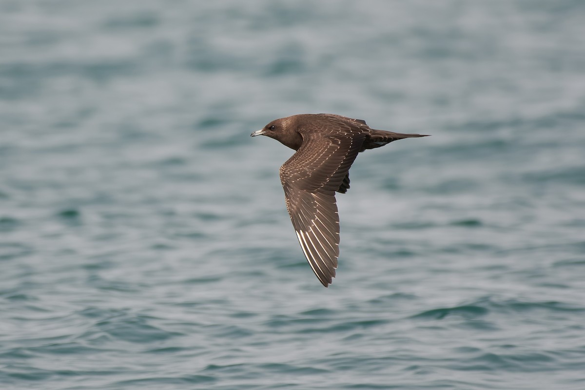 Parasitic Jaeger - Santiago Caballero Carrera