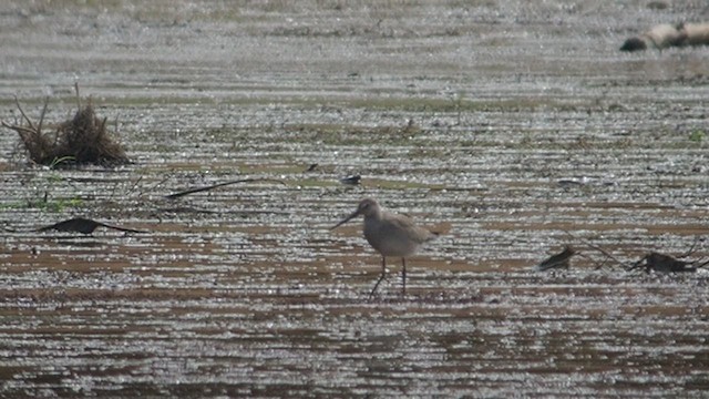 Hudsonian Godwit - ML489673361