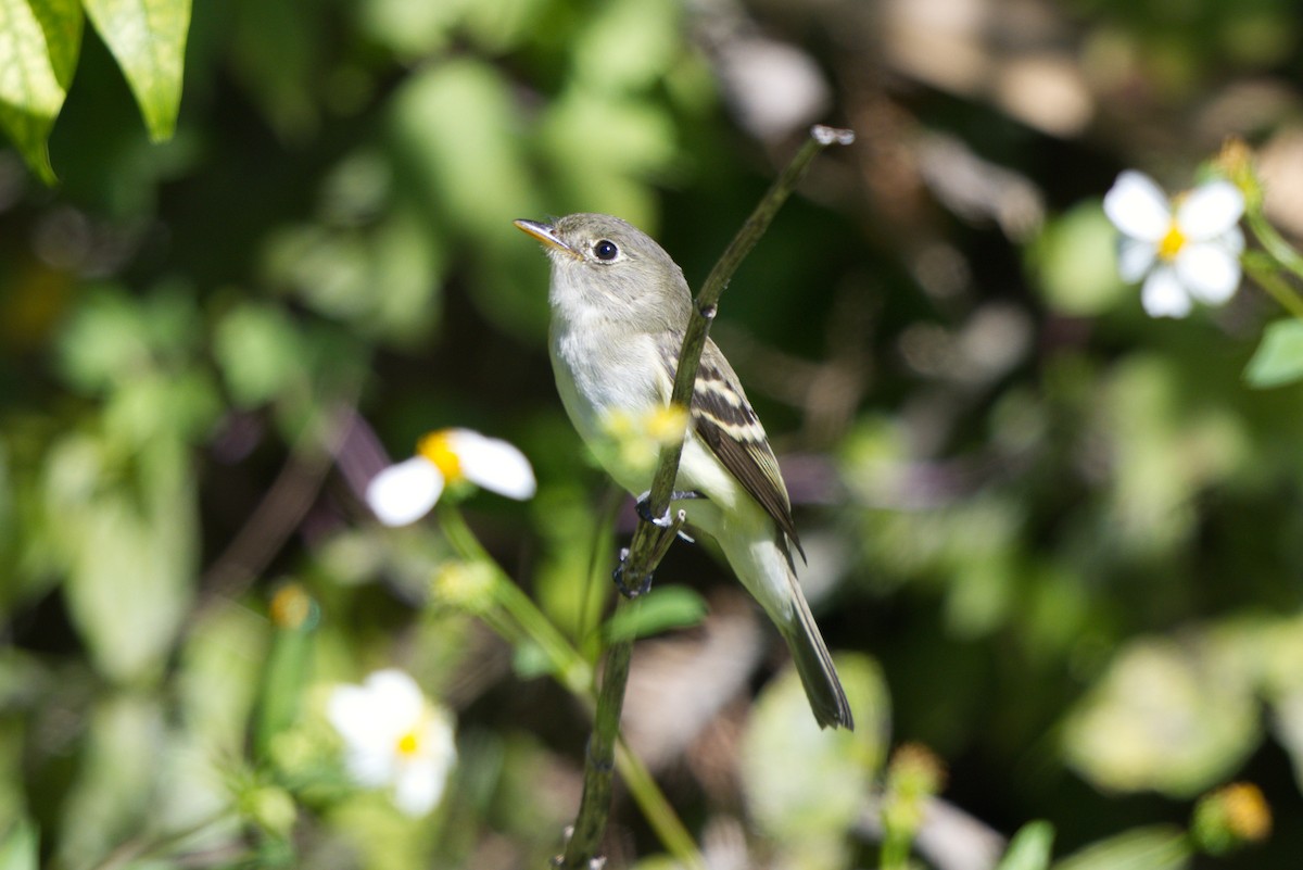 Least Flycatcher - Tasso  Cocoves