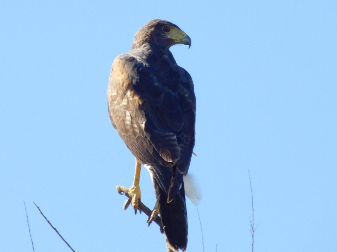 Harris's Hawk - Candice Davis