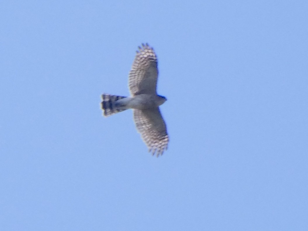 Sharp-shinned Hawk - ML489676911