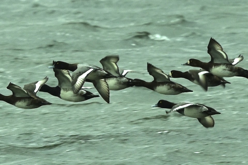 Greater Scaup - ML489677081