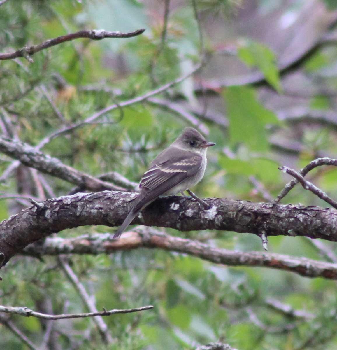 Eastern Wood-Pewee - ML489677341