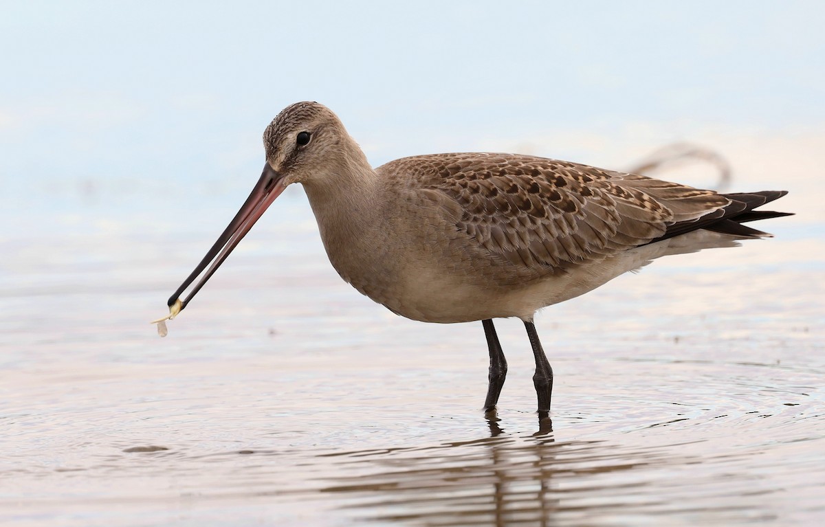 Hudsonian Godwit - ML489679231