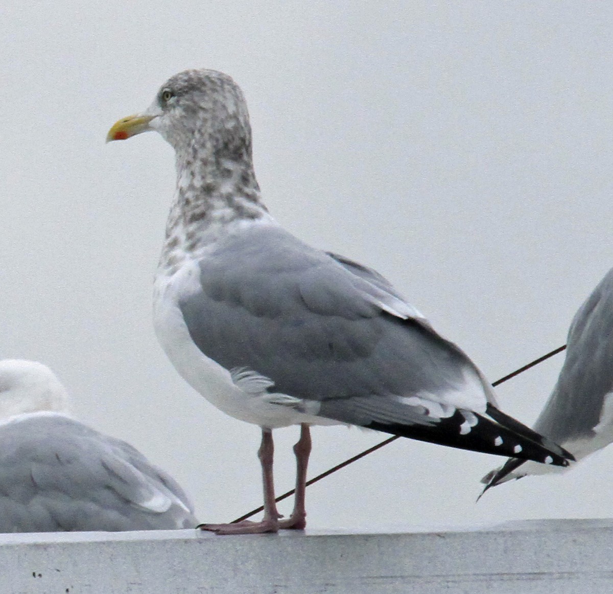 Herring Gull (American) - ML48968131