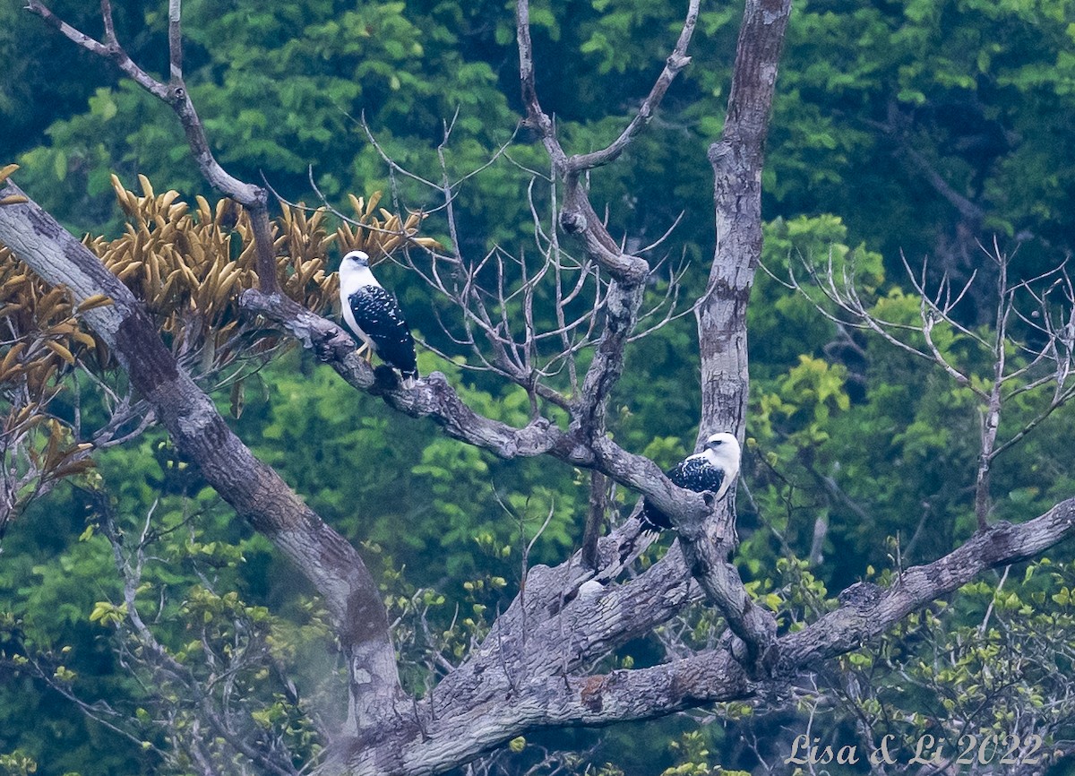 White Hawk - ML489681501