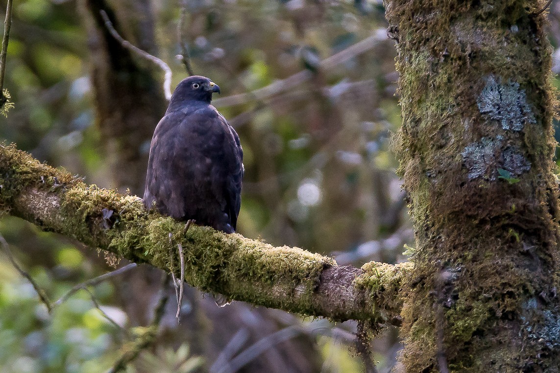 Broad-winged Hawk - Gerald Hoekstra