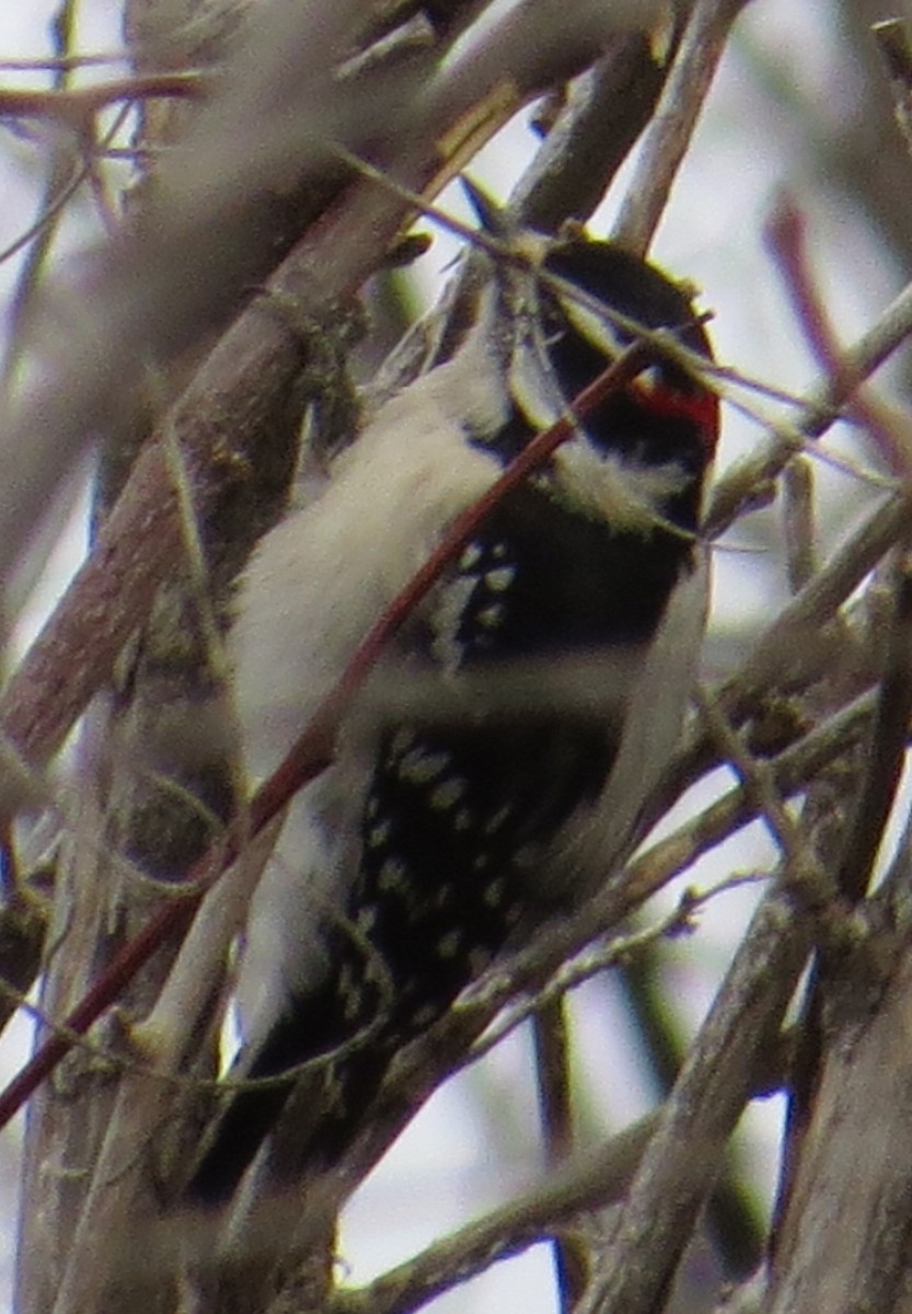 Downy Woodpecker - ML48968431