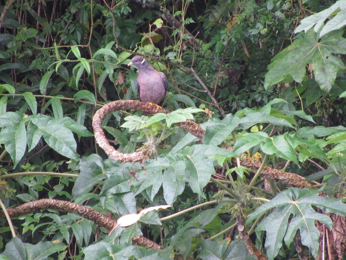 Band-tailed Pigeon - ML489684441