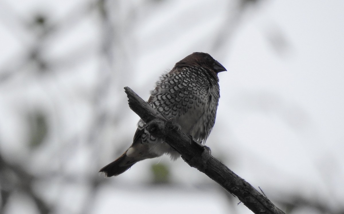 Scaly-breasted Munia - ML489684871