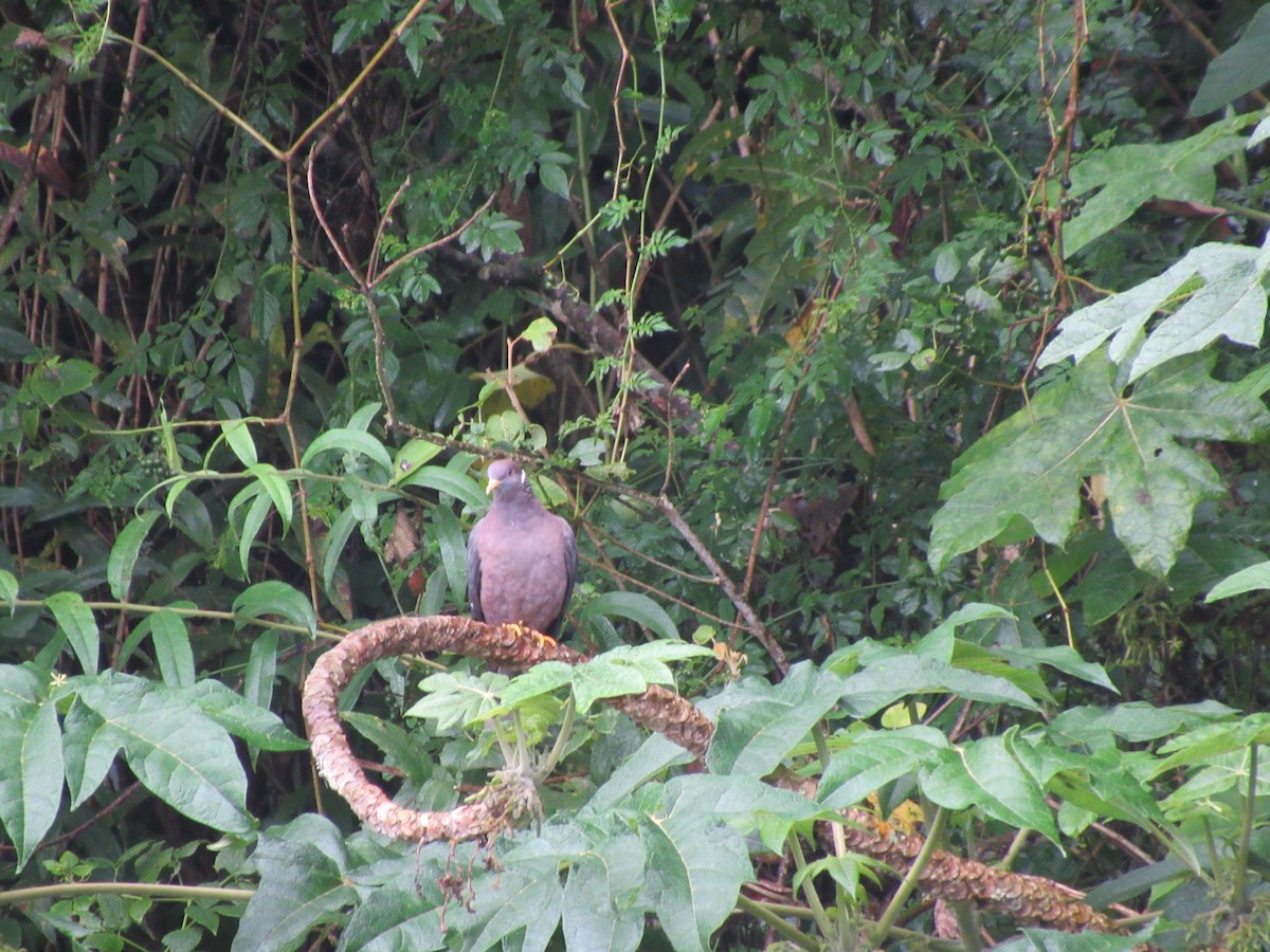 Band-tailed Pigeon - ML489685121