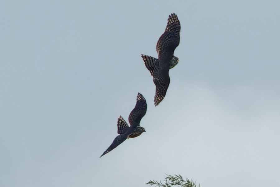 Eurasian Goshawk - ML489685491