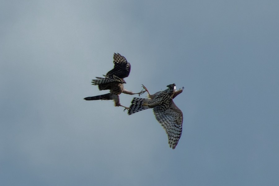 Eurasian Goshawk - ML489685501