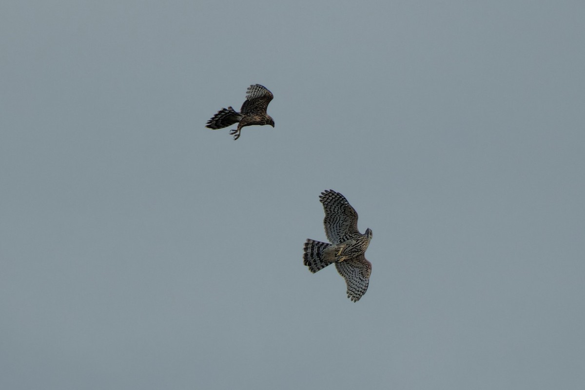 Eurasian Goshawk - ML489685511