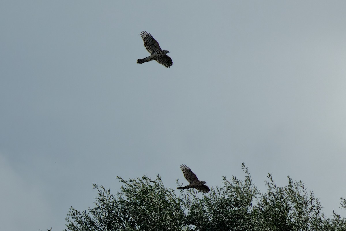 Eurasian Goshawk - ML489685521