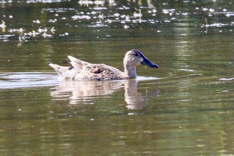 Blue-winged Teal - ML489686111