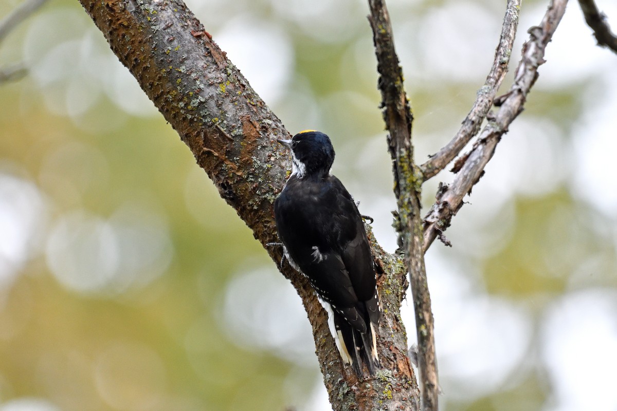 Black-backed Woodpecker - ML489690741