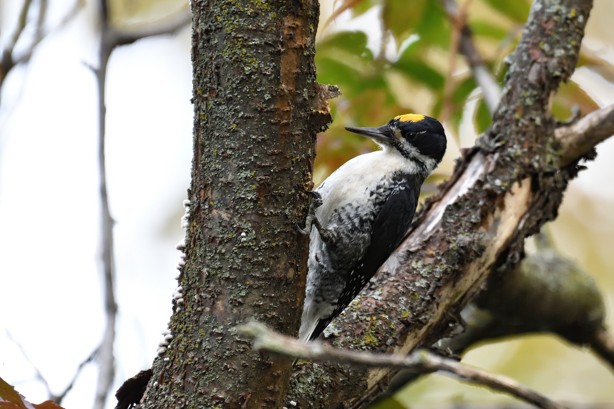 Black-backed Woodpecker - ML489690751