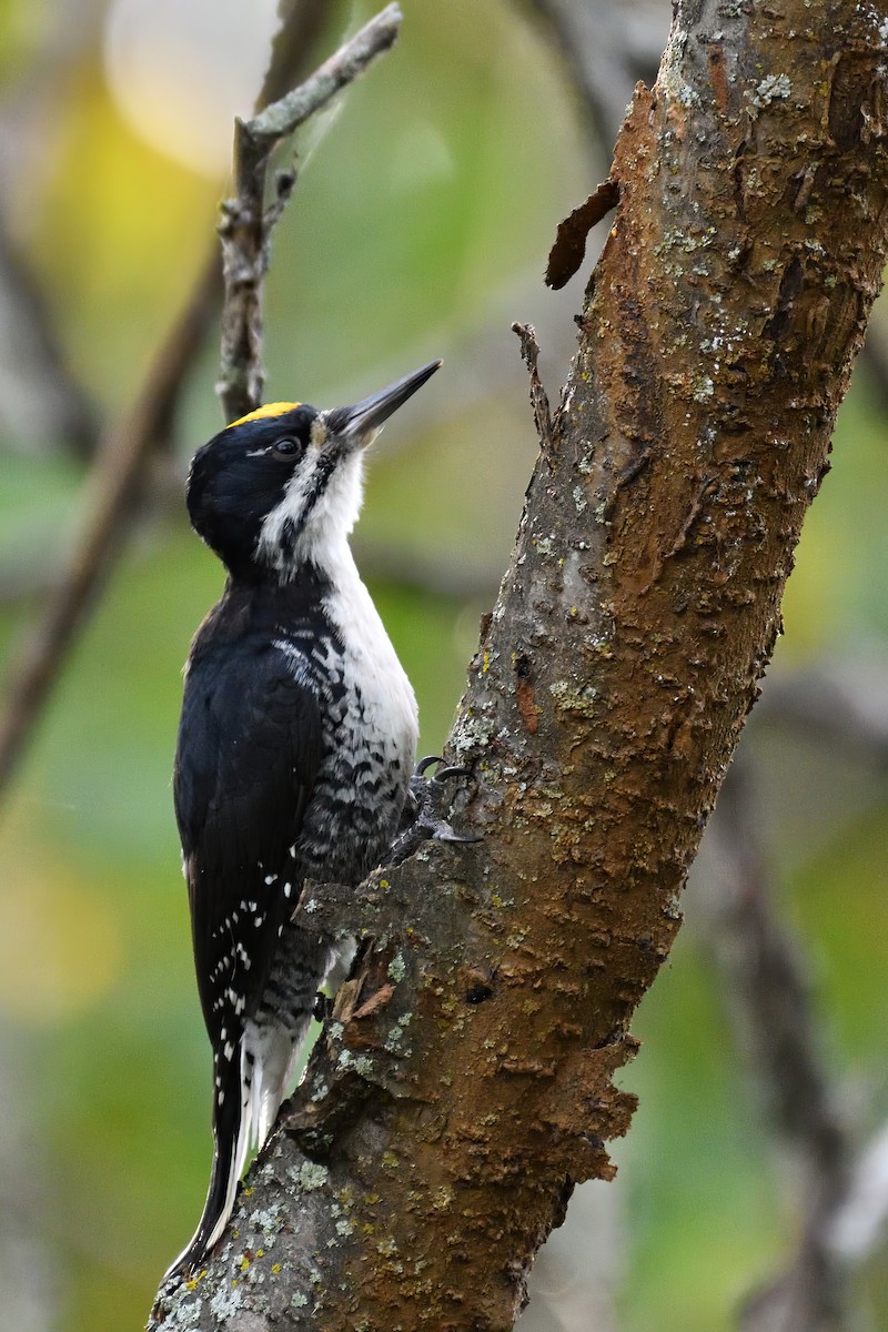 Black-backed Woodpecker - ML489690761