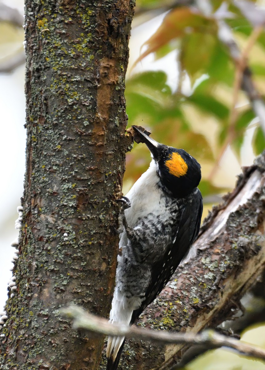 Black-backed Woodpecker - ML489690781