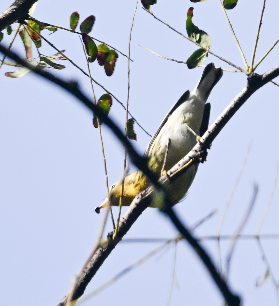 Blackburnian Warbler - ML489690831
