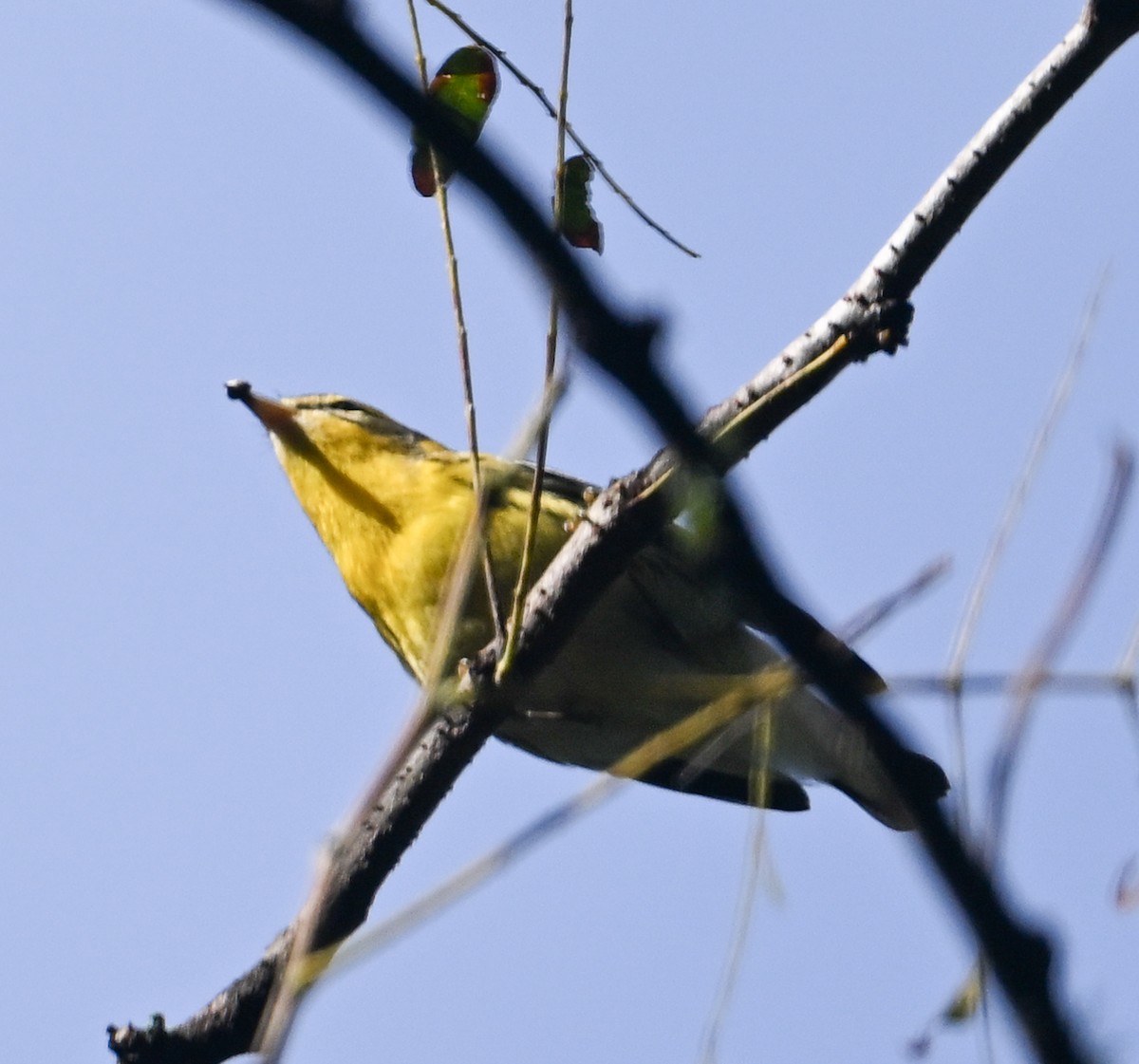 Blackburnian Warbler - ML489690841