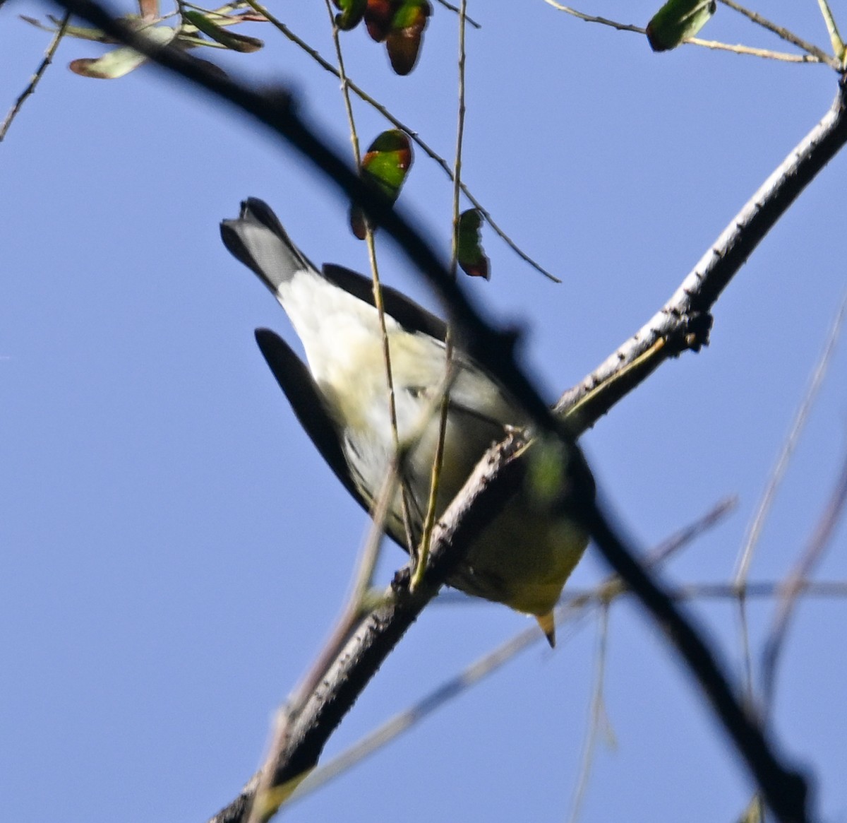 Blackburnian Warbler - ML489690851