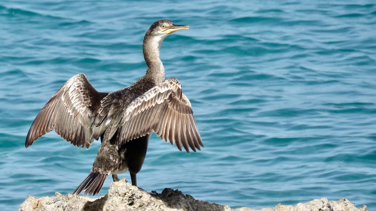 Cormorán Moñudo - ML489690921