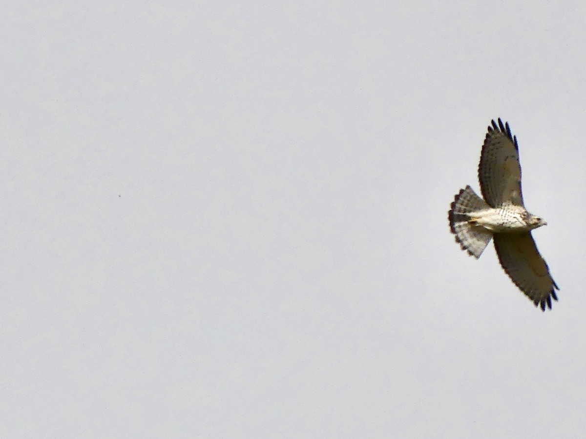 Broad-winged Hawk - Peder Stenslie