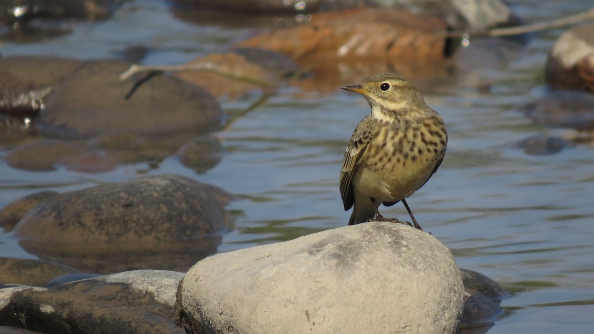 American Pipit - ML489691871