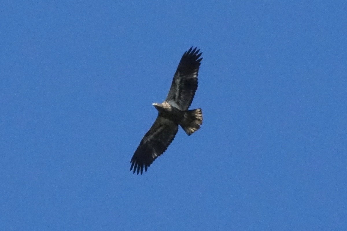 Weißkopf-Seeadler - ML489692001