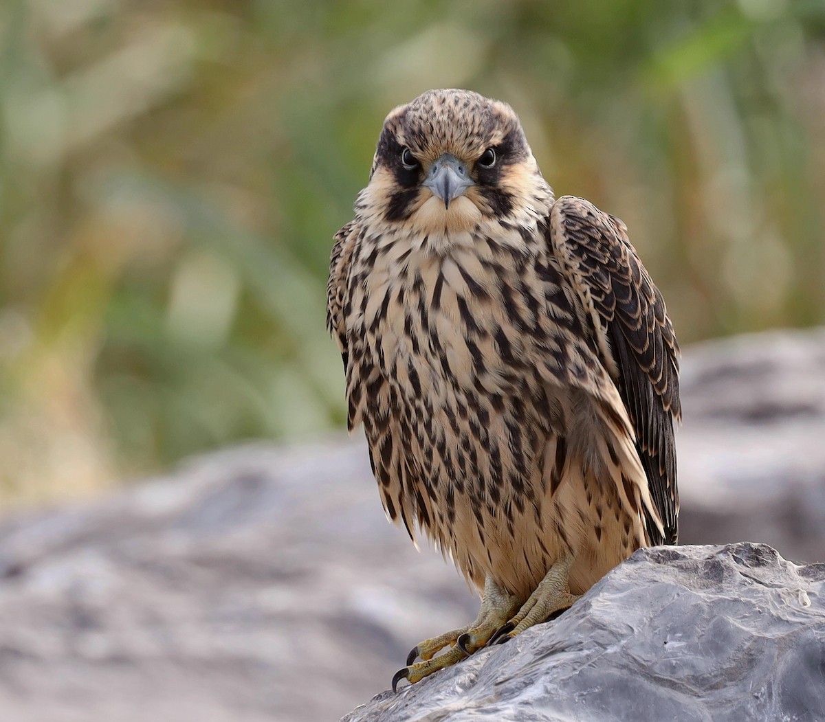 Peregrine Falcon - Steven Pitt