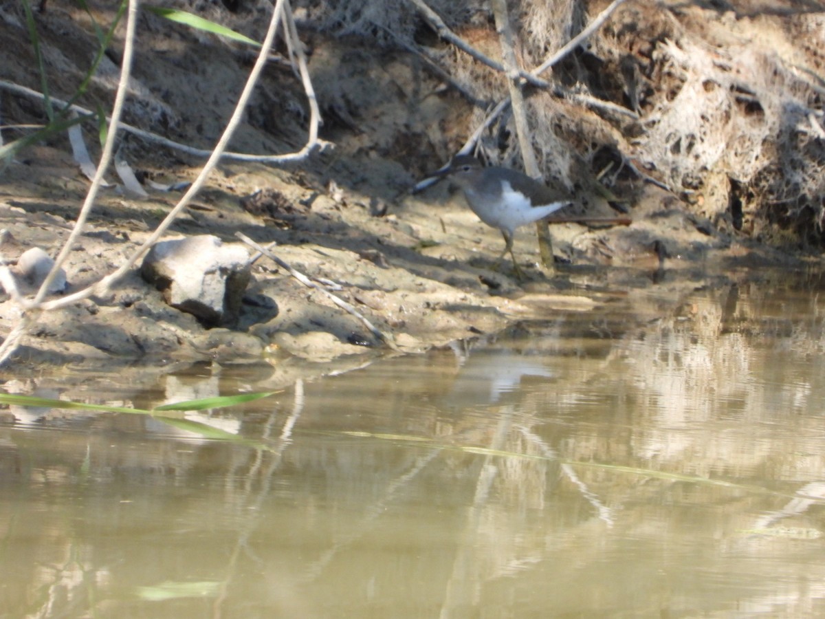 Spotted Sandpiper - ML489696101