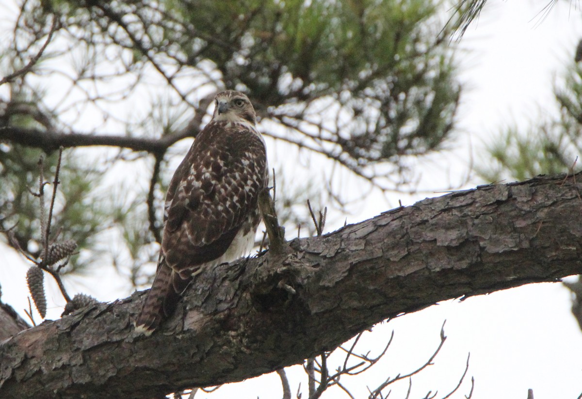 Red-shouldered Hawk - ML489696141