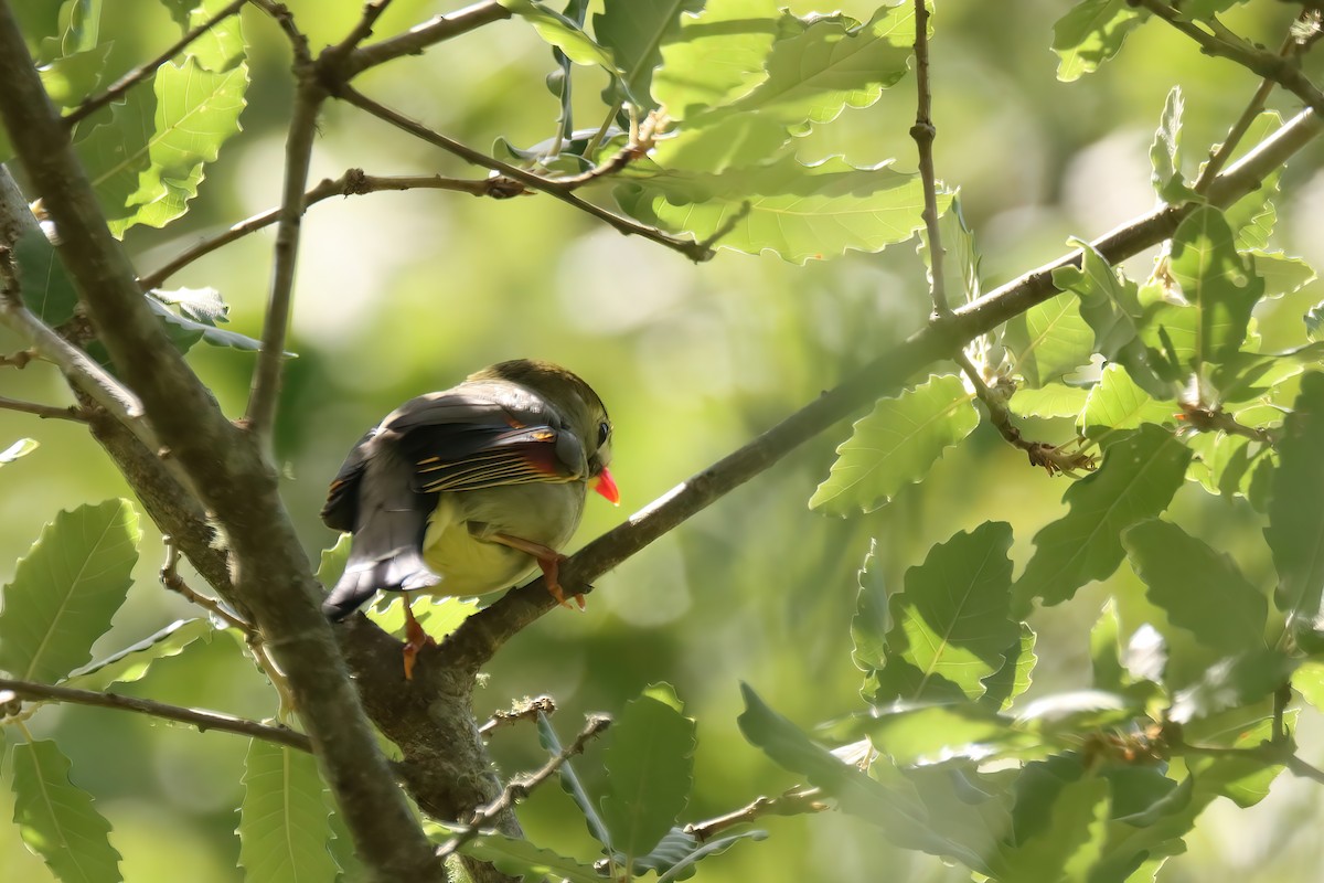 Red-billed Leiothrix - ML489696191