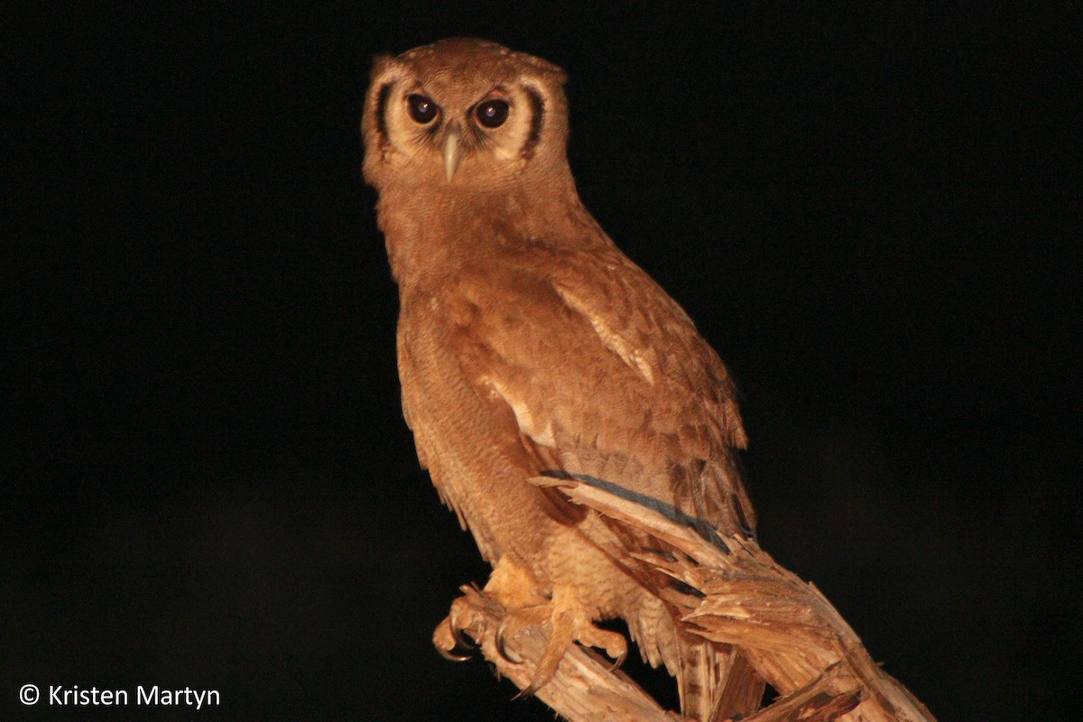 Verreaux's Eagle-Owl - ML489696261