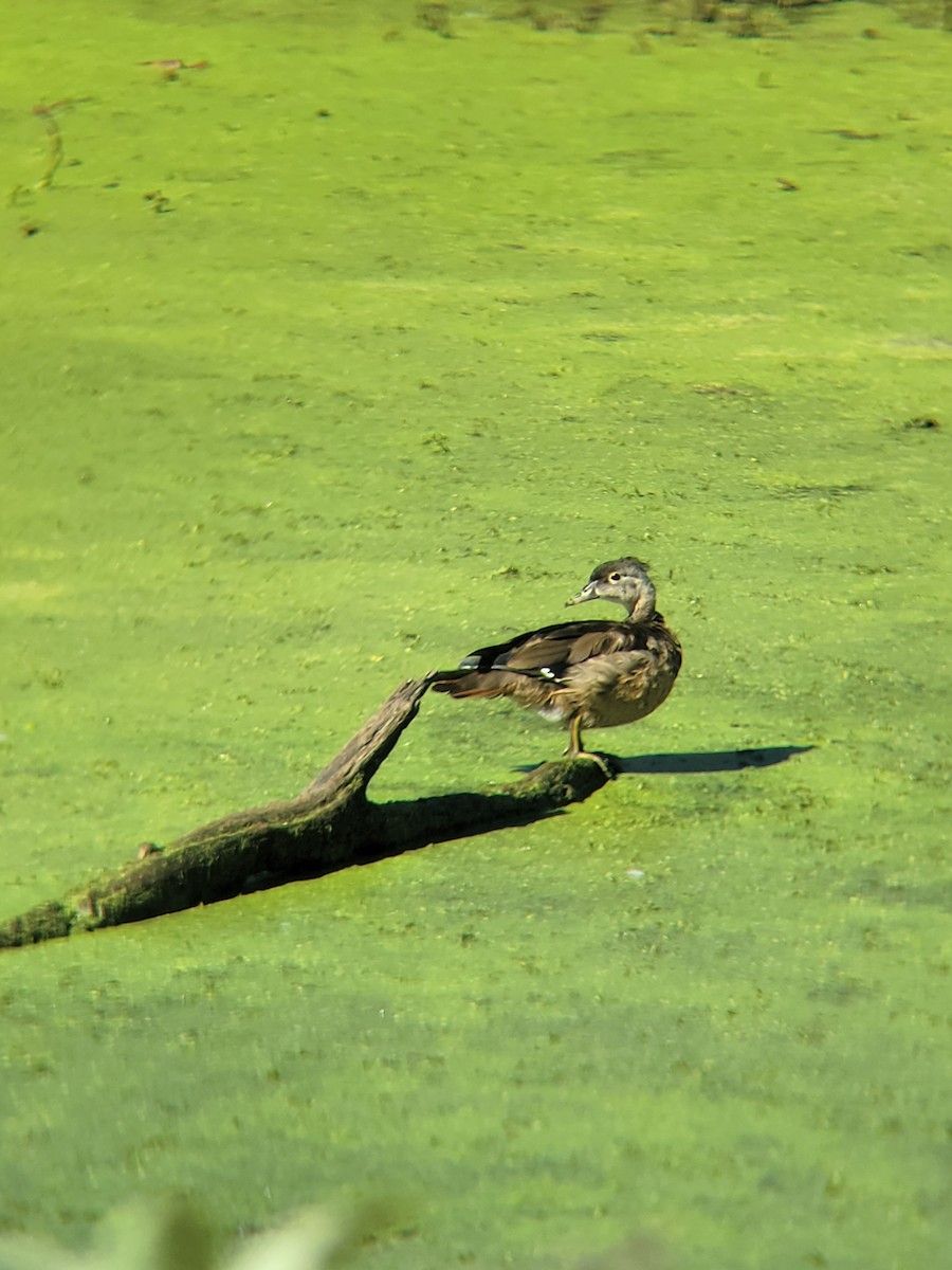 Wood Duck - ML489696721