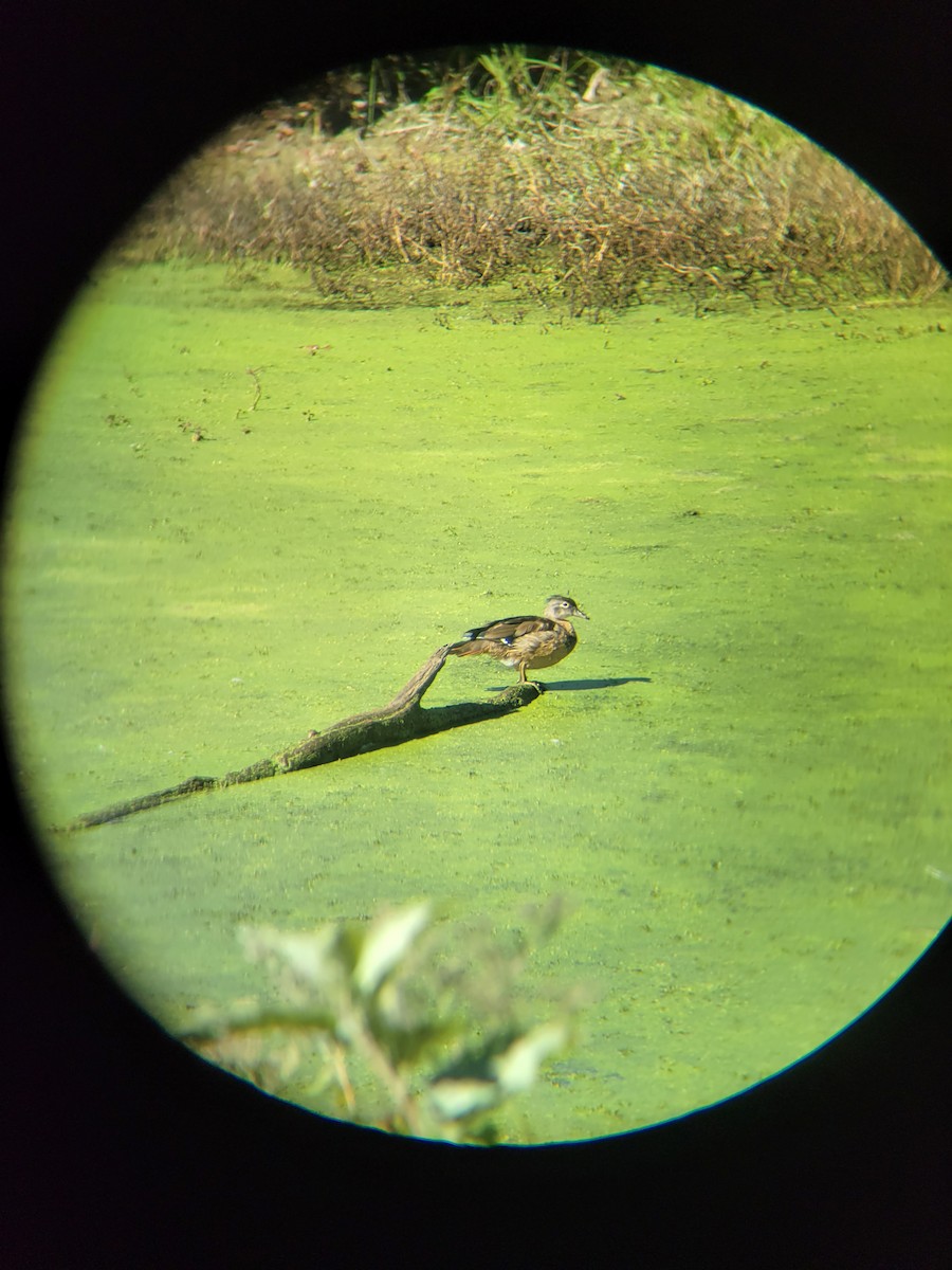 Wood Duck - ML489696811