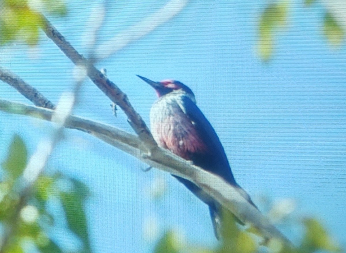 Lewis's Woodpecker - ML489697001