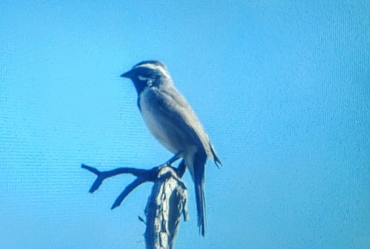 Black-throated Sparrow - ML489697471