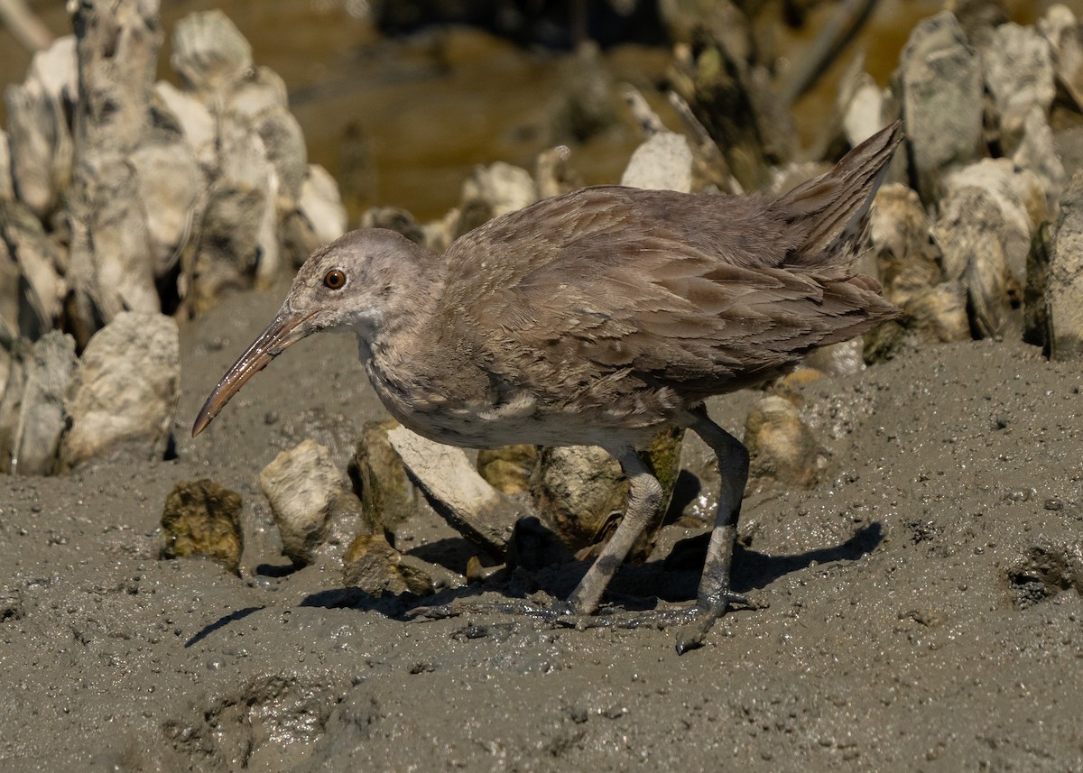 Clapper Rail - ML489698021