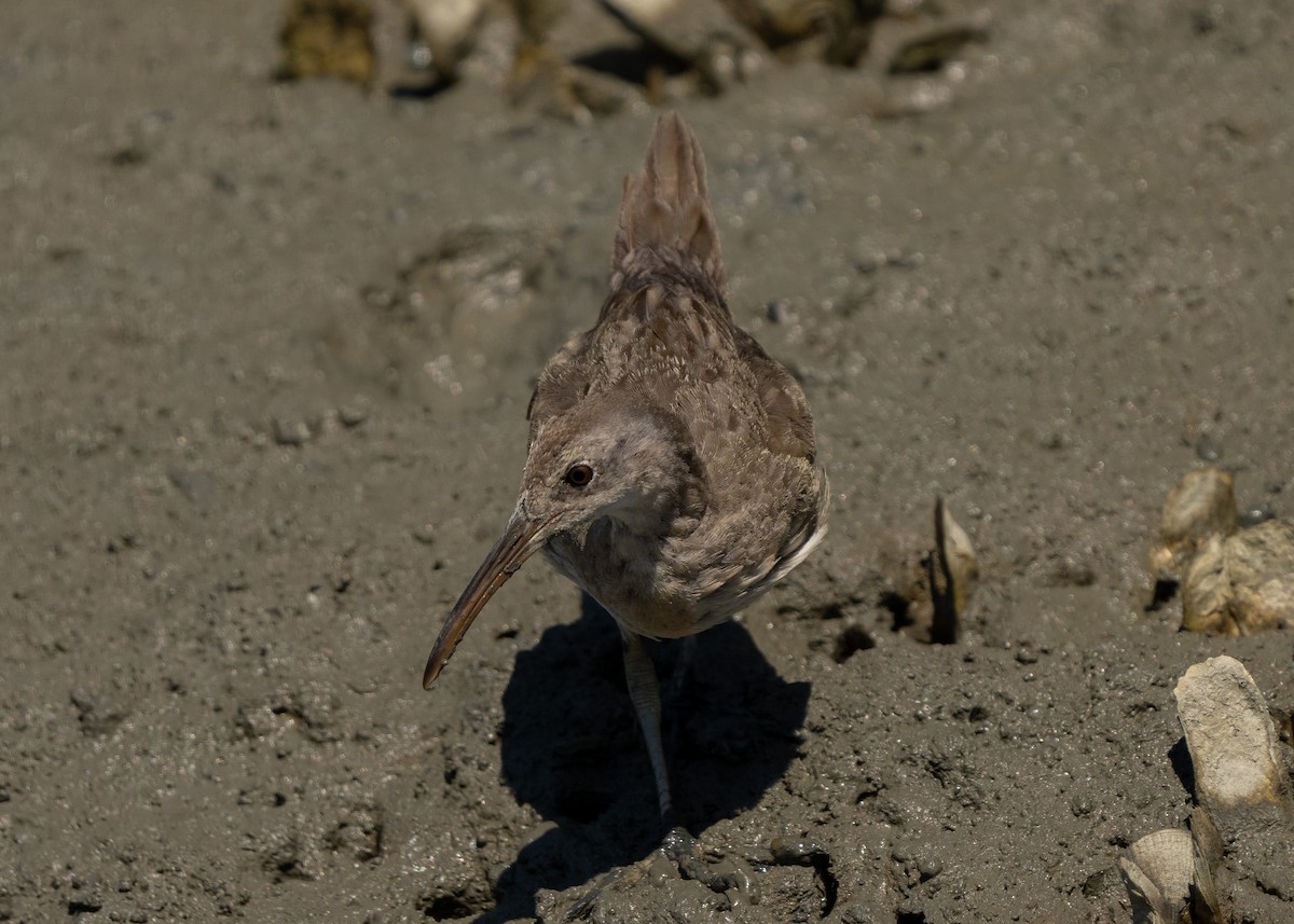 Clapper Rail - ML489698151