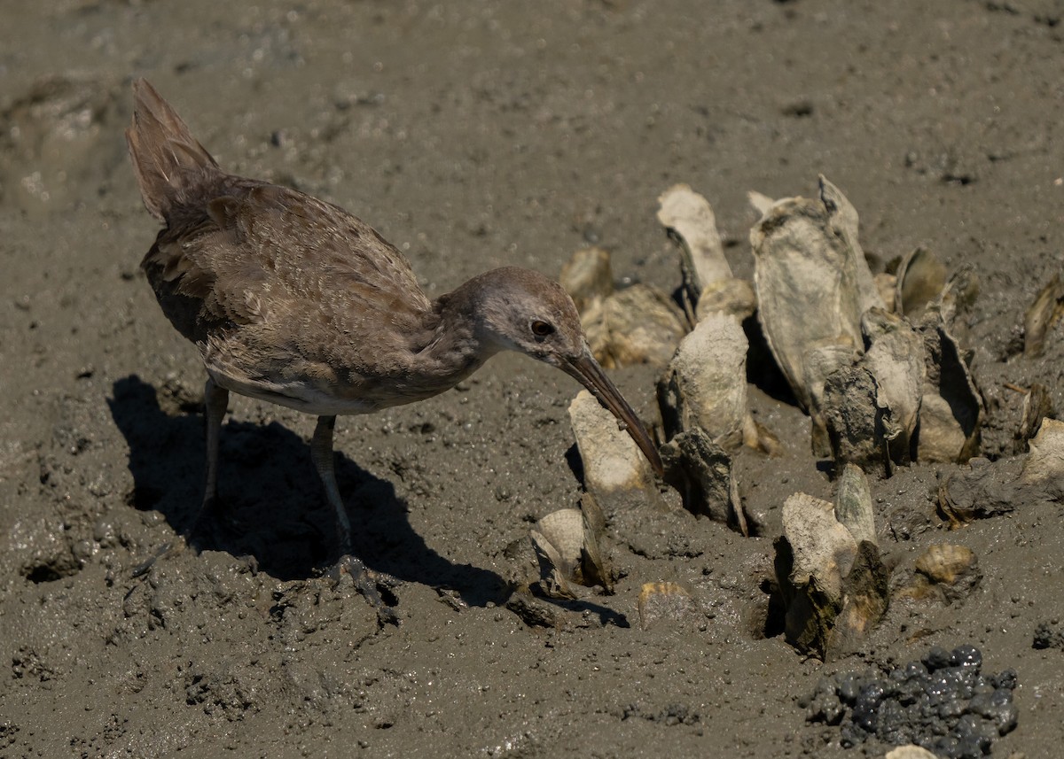 Clapper Rail - ML489698201