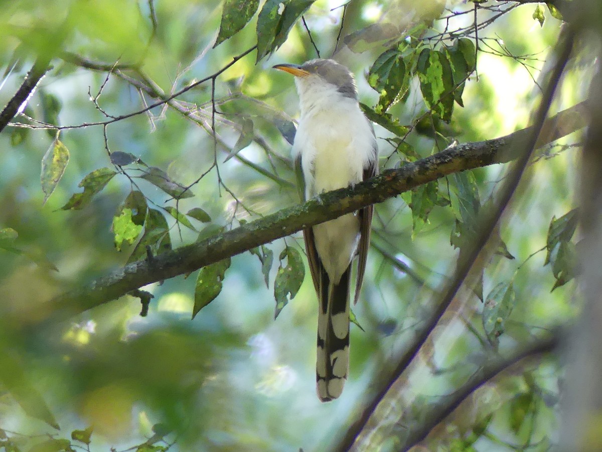 Yellow-billed Cuckoo - ML489699831