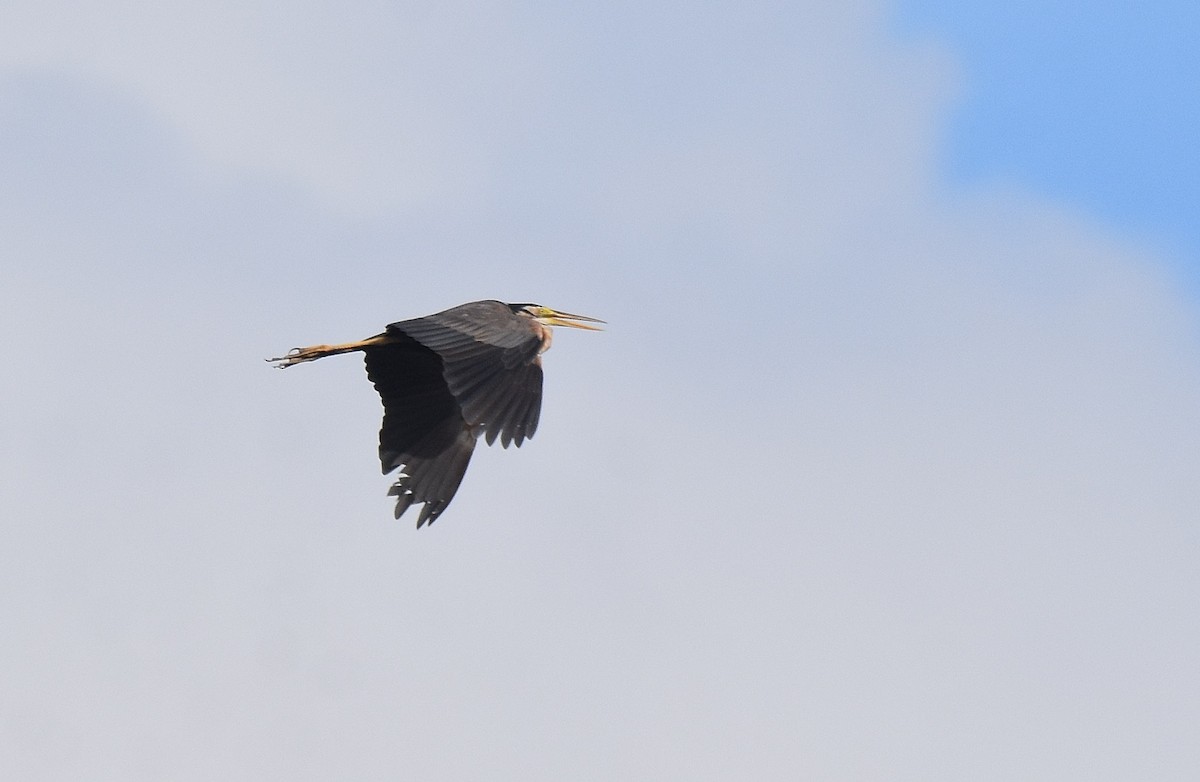 Purple Heron - ML489700431