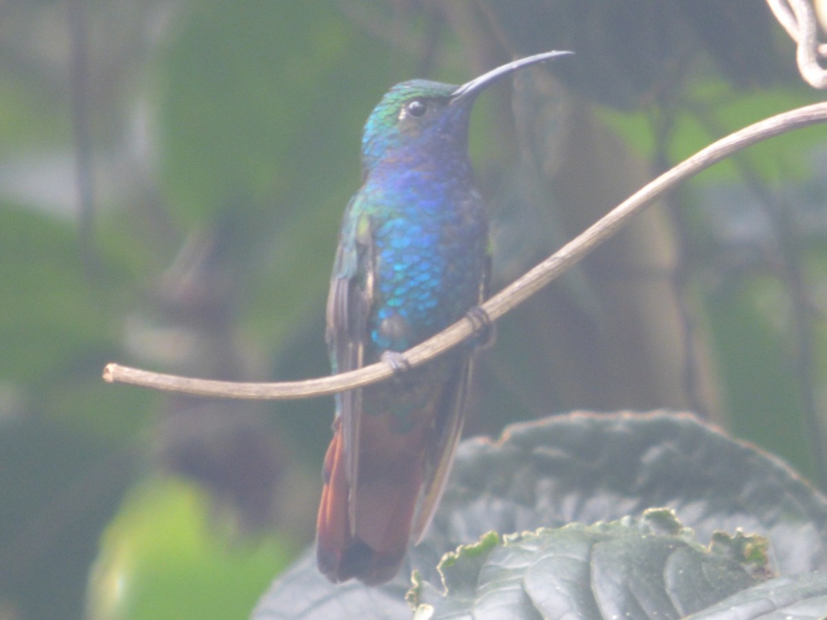Lazuline Sabrewing - ML48970211